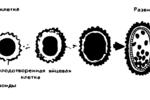 Замена hydra